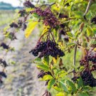 Organic Black Elderberry Tree 2 Feet Tall Fast Growing Trees Fruit Berries