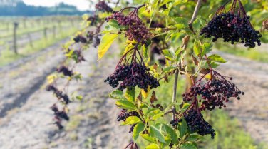 Organic Black Elderberry Tree 2 Feet Tall Fast Growing Trees Fruit Berries
