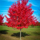 Red Maple Tree Live Plant 4-8 Inch Seedling Fast Growing Trees