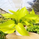 Neon Pothos Live Plants Fast Growing Indoor Plant Great Gift For Her Him Potted 2.5" X 4" Inch Pots