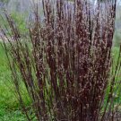 Blackhawks Grass Big Bluestem Perennial Ornamental 1 Live Plant Clumping