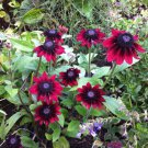 Cherry Brandy Rudbekia Black Eyed Susan Live Plant Perennial Flowers In Summer