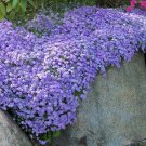 Blue Phlox Ground Cover Variety Emerald Blue Flower Perennial Ornamental 1 Live Plant Clumping Flowe