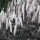 Black Negligee Actaea Bugbane Perennial Plants White Flower Spikes Reaching 6' Feet Tall