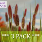 Red Bunny Grass Perennial Ornamental 1 Live Plant Three Potted