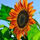 Sunflower Seeds Terracotta Beauty Flowers Organic Flower Seed Grown 25
