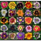 Daylily Seed Mix Fresh Rare Hybrid See Description For More Information
