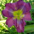 Daylily Seeds Seedling Variation Fresh Rare Ready To Grow Live Hybrid Seeds
