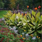 Lily Canna Pretoria Variegated Leaf Orange Flower Live Plant Bulb Rhizome Tuber