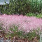 Pink Muhly Perennial Grass Muhlenbergia 1 Small Pot