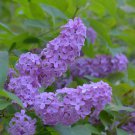 Purple Lilac Cuttings Fresh Fragrant Flowers Plant Cut On Order.  Zones 3-8 Best.  May Be Dormant Wi