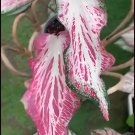 Blushing Bride Plant Caladium Flower Bulb Ppp Plants Perennial Flower Pink Beauty Pre-Order March