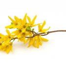 Forsythia Cuttings Fresh Flowers Gold Yellow Plant Cut On Order.  May Be Dormant Winter Thru Spring
