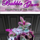 Pink Tradescantia Nanouk One Fast Growing Indoor Plant Great Gift For Her Him House Plants