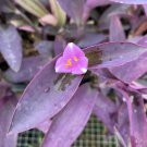 Purple Heart Tradescantia Pallida House Plants Live Plant Potted 2.5" X 4" Inch Pots Silver Inch Pla
