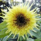 Sunflower Seeds Starburst Lemon Eclair Flowers Organic Flower Seed Grown 25