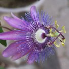 Passiflora Lavender Lady Passion Flowers Vine Starter Plant