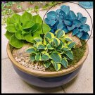 Blue Baby Mouse Ears Hosta Mini Live Plant Flower Small Landscaping Plants