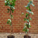 Organic Black Mulberry Tree 2 Feet Tall Fast Growing Trees Morus Nigra