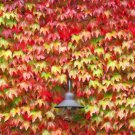 15 (Fifteen) Boston Ivy Live Plants Vine Plant Perennial Zone 3-9 Seller Colorful Fall Foliage