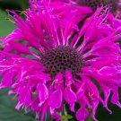 Bee Balm Bee You Bee Free Live Plant Flowers Perennial Zone 4-9 Seller Full Sun Part Shade
