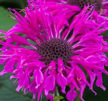 Bee Balm Bee You Bee Free Live Plant Flowers Perennial Zone 4-9 Seller Full Sun Part Shade
