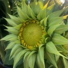 Green Sunflower Live Plants Flowers Organic Flower Sunfill Greenfillfull Sun