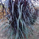 Royal Lady Fountain Grass Pennisetum Perennial Ornamental 1 Live Plant Clumping Dark Black Purple Re