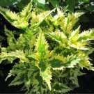 Coleus 'Collins Gold' Live Plant Potted 2.5" X 4" Pot Green Purple Gold Landscaping Plants