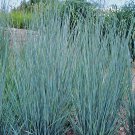 Prairie Blue Grass Tall Grows 3' Feet Perennial Ornamental 1 Live Plant Clumping