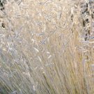 Silver Blonde Grass Blue Grama  Perennial Ornamental 1 Live Plant Silver Rare Zig Zag