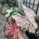 Pink Princess Beauty Plant Caladium Flower Bulb Ppp Plants Perennial Flower