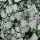 Silver Beacon Lamium Spotted Dead Nettle Ground Cover Perennial Flowers Live Shade Plants