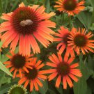 Orange Skipper Echinacea Coneflower Flowers Perennial Live Plant Summer Spring Flower Full Sun
