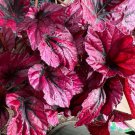 Shadow King Pink Begonia & Non-Variegated Available Geranium Rex Non-Toxic Easy Care Houseplant