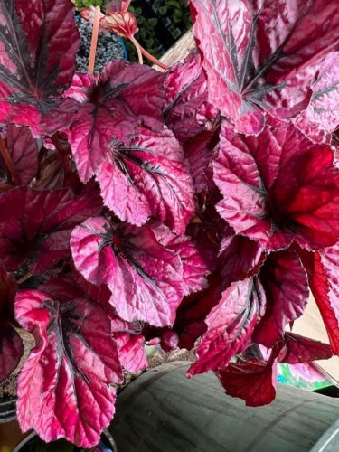Shadow King Pink Begonia & Non-Variegated Available Geranium Rex Non-Toxic Easy Care Houseplant