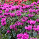 3 Pack Bee Balm Bee You Bee Free Live Plant Flowers Perennial Zone 4-9 Seller Full Sun Part Shade
