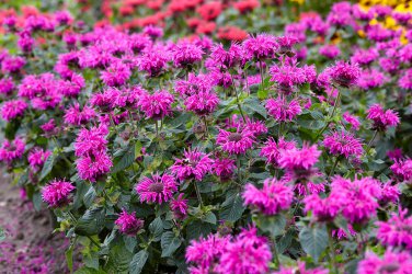 3 Pack Bee Balm Bee You Bee Free Live Plant Flowers Perennial Zone 4-9 Seller Full Sun Part Shade