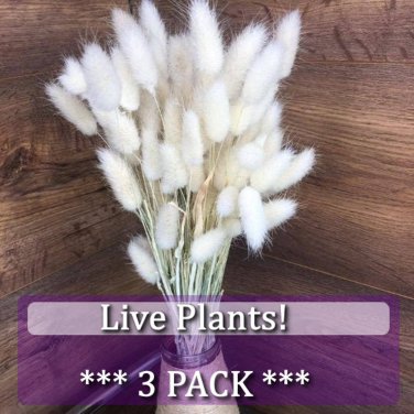 3 White Bunny Tails Grass Laurus Ovatus Perennial Ornamental 1 Live Plant Clumping