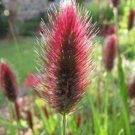Red Bunny Tails Grass Perennial Ornamental 1 Live Plant