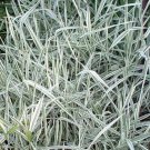 Ribbon Grass Variegated White Reed Canary Grows 4' Feet Tall Perennial Ornamental 1 Live Plant