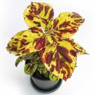 Coleus Spotted Mosaic Live Plant Potted 2.5" X 4" Pot Green Landscaping Plants