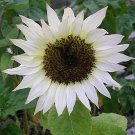 White Moonshadow Sunflower Live Plants Flowers Organic Flower
