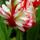 Red Parrot Tulip Estella Rijnveld Bulbs Flowers Rare Tulips Large Flower Bicolor