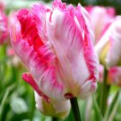 Parrot Pink Vision Tulip Bulbs Flowers Rare Tulips Large Flower