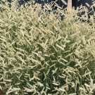 Zig Zag Grass Blue Grama White Heads Straw Color In Fall Perennial Ornamental 1 Live Plant Clumping