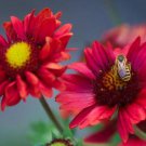 Gaillardia Burgundy Flower Cherry Black Eyed Susan Daisy Like Live Plant Perennial Flowers In Summer