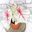 White Queen Plant Caladium Flower Bulb Ppp Plants Perennial Flower Pink Beauty