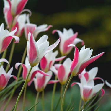 Lady Jane Tulip Bulbs Flowers Rare Parrot Tulips Pink White Flowers New
