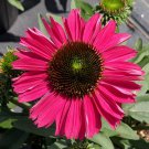 Echinacea Raspberry Flowers Perennial Live Plants Summer Spring Flower Ppp Full Sun Coneflower Pink 